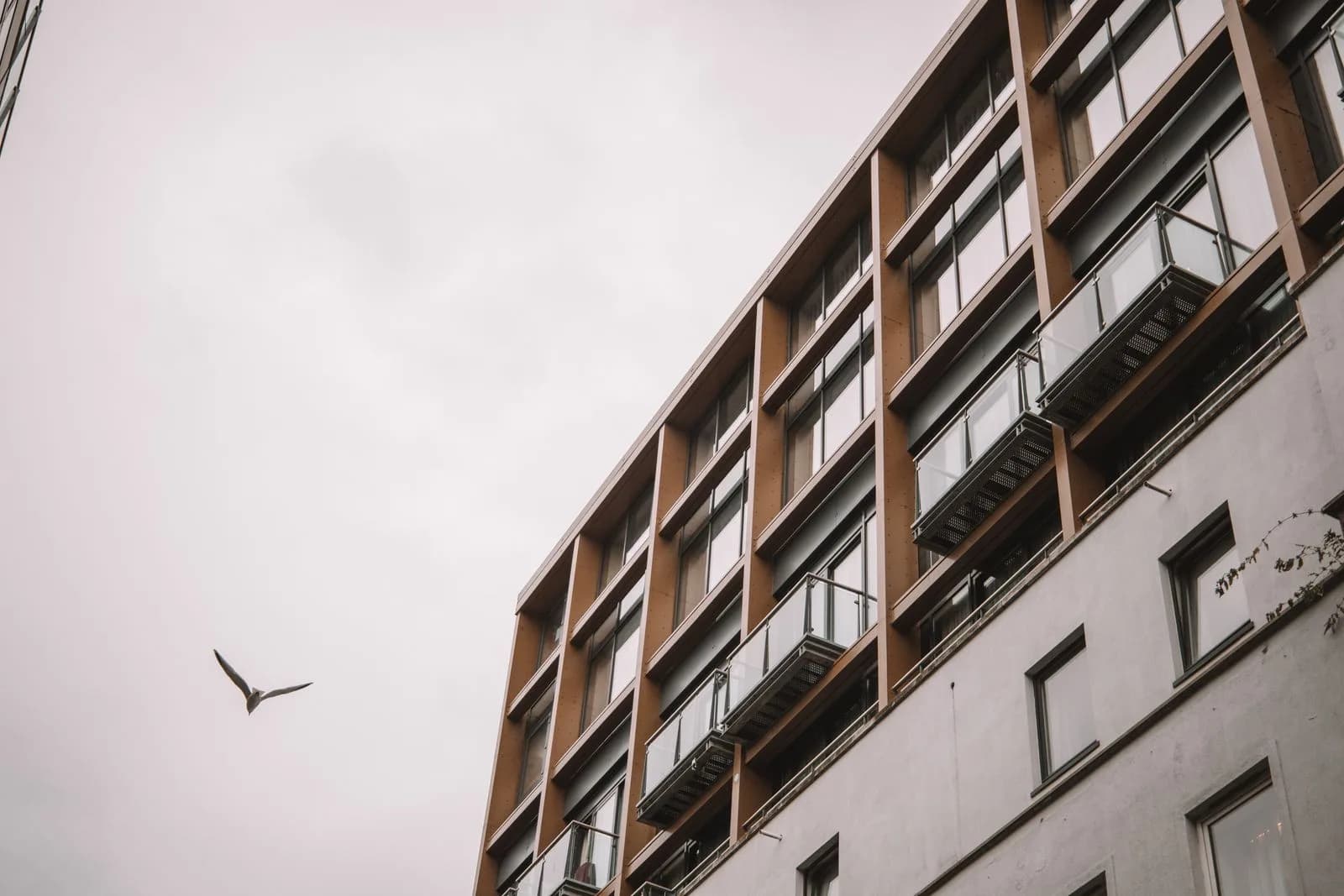 Vogel im Flug neben einem Gebäude mit großen Glasfenstern